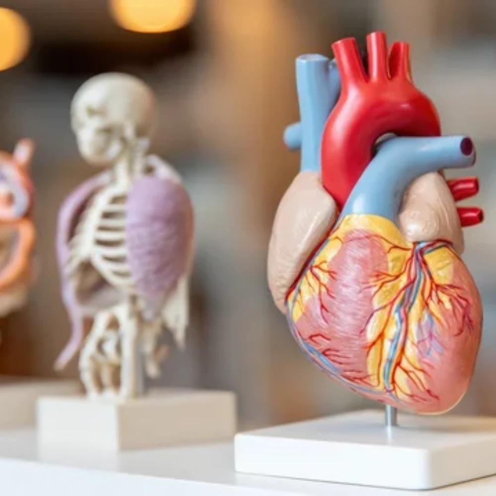 Physiologie humaine (1h)